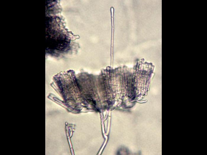 Cylindrocladium_sp_2