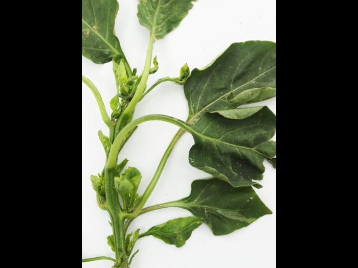 Poivron, Piment - S-Métolachlore (15)_3