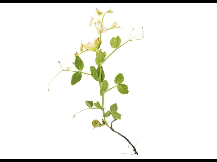 Pois - glyphosate (9)_9