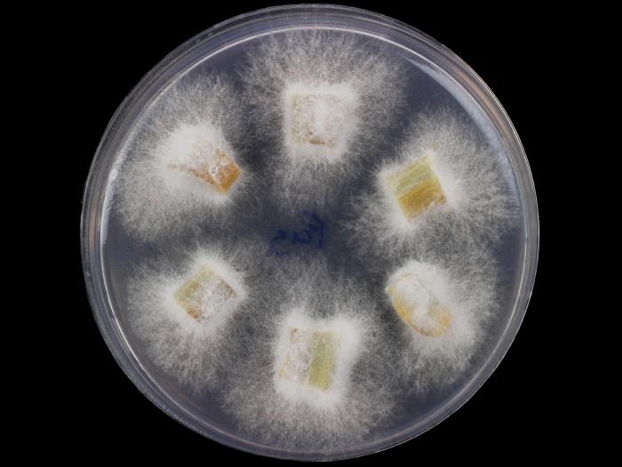 Fusarium_oxysporum_4