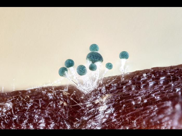 Gliocladium_viride_2