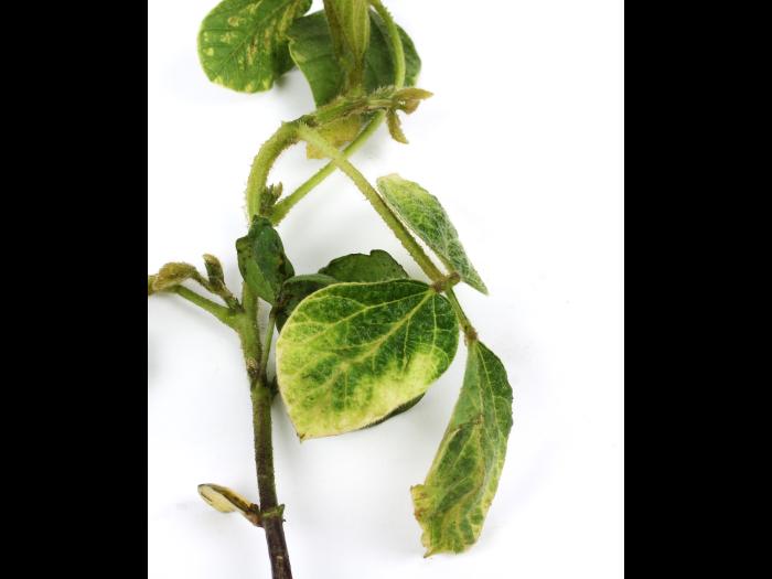 Soya - mésotrione (27)_13