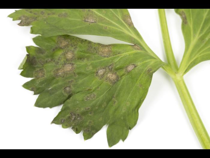 celeri_sep_41427b_ad_iriis