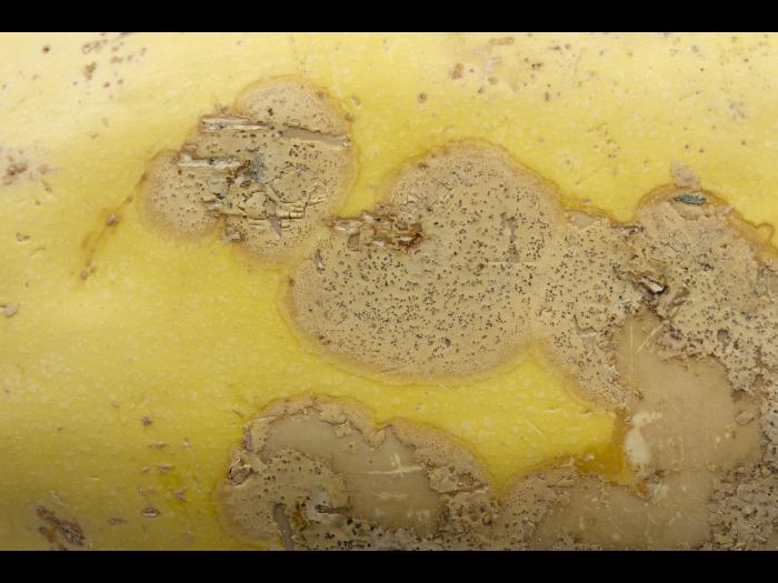 courge_stag_cucu_47288d_jv_iriis