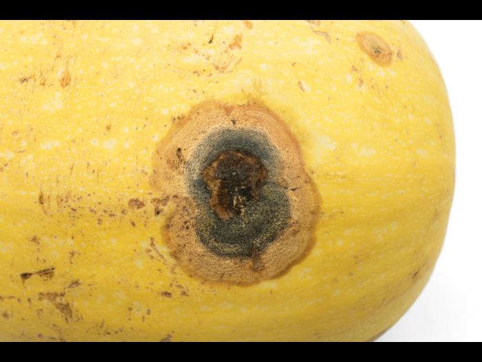 Courges - Chancre gommeux (Stagonosporopsis cucurbitacearum)_21