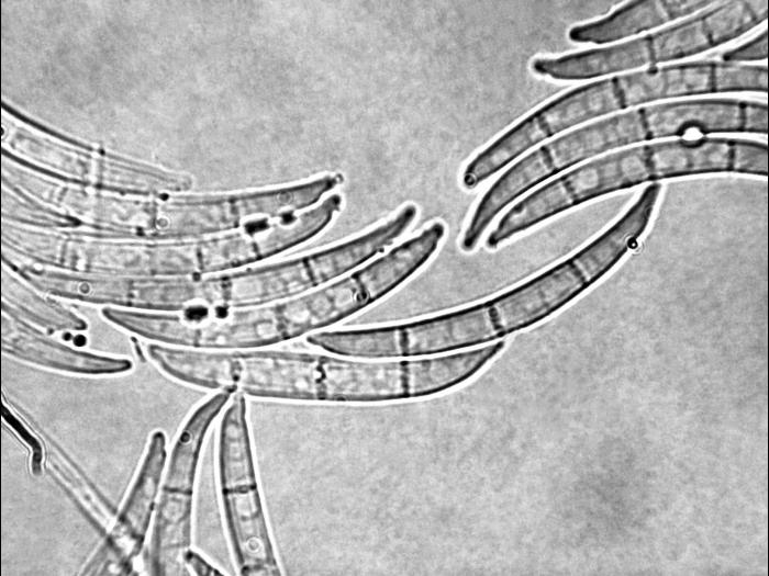 Fusarium_tricinctum_3