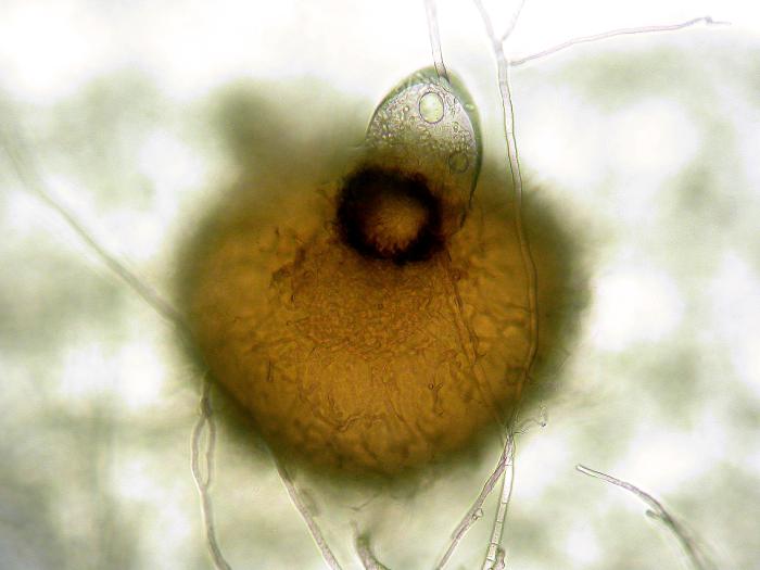 Phoma_sp_1