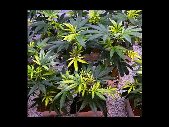 Cannabis_quinclorac (4)_1