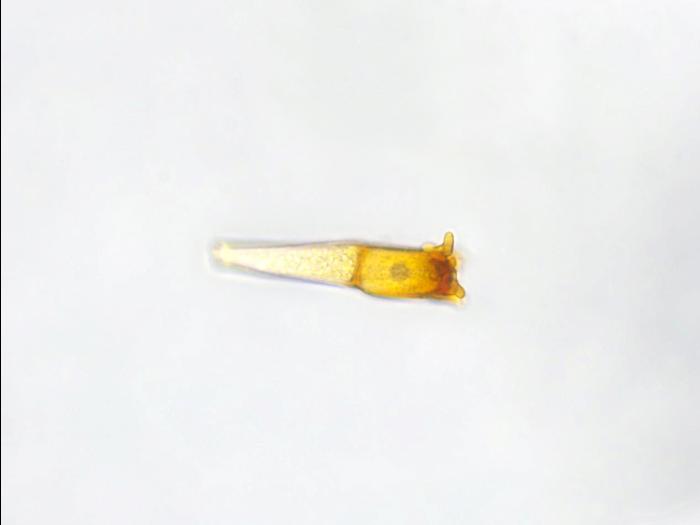 Puccinia_coronata_5