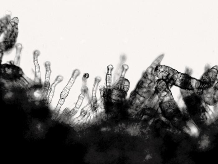 Stemphylium_lycopersici_1