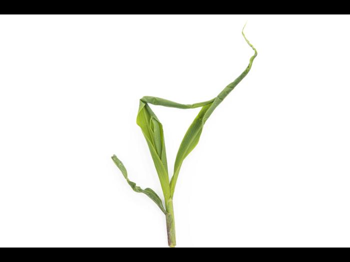 Maïs grain et fourrager - diméthénamide-P (15)_11