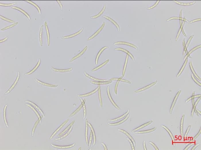 Fusarium_virguliforme_1