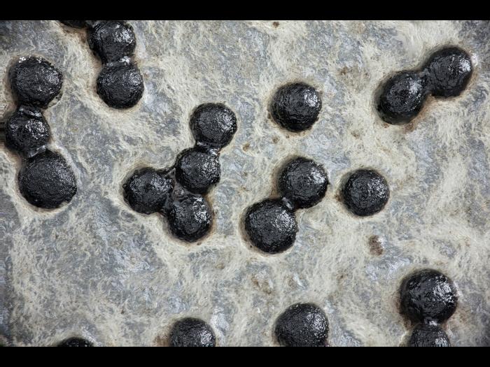 Sclerotium_cepivorum_1