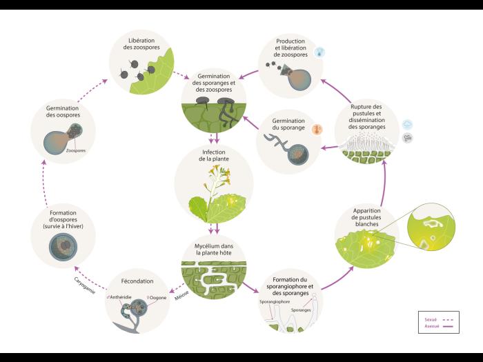 Albugo candida cycle maladie