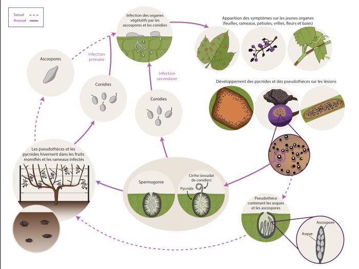 Vigne - Pourriture noire (Phyllosticta ampelicida) Cycle maladie