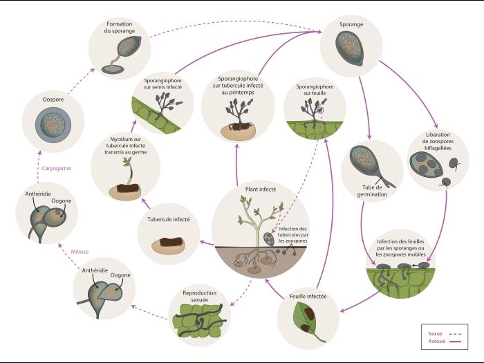 Phytophthora infestans - Cycle maladie