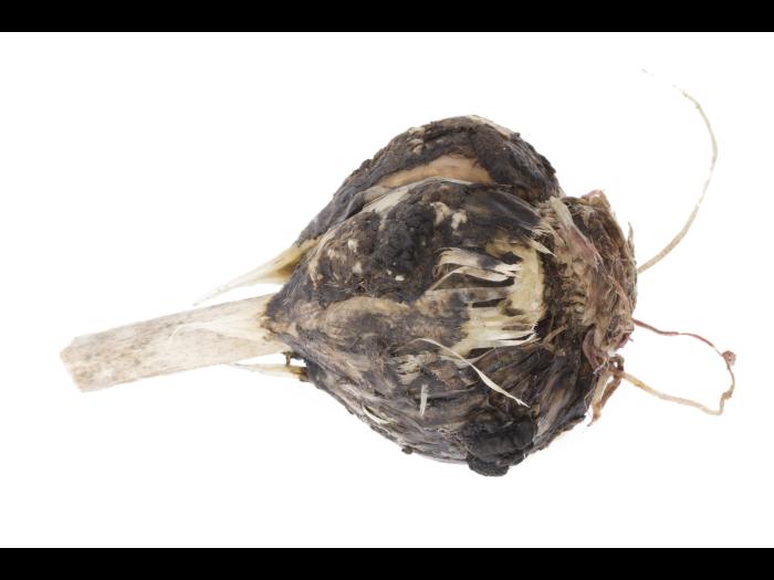 Ail - Pourriture blanche_2