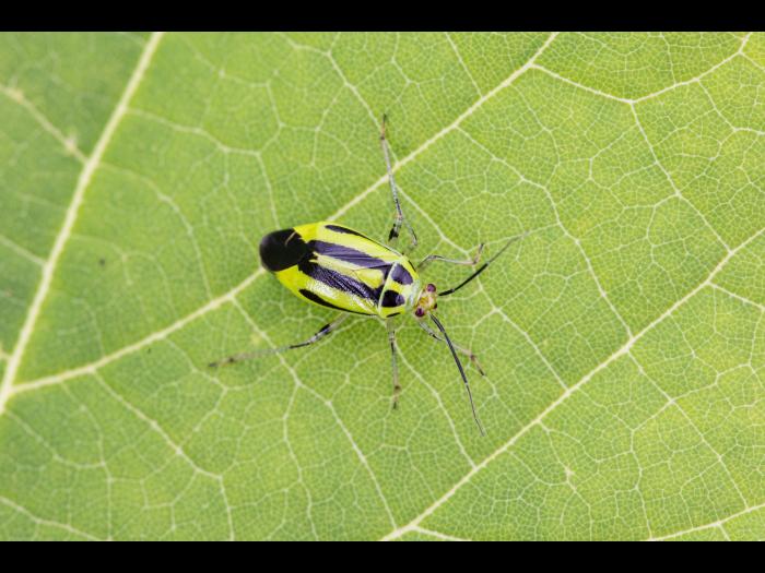 Punaise à quatre raies (Poecilocapsus lineatus_3