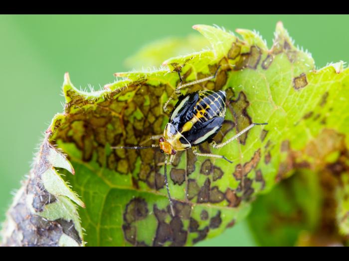 Punaise à quatre raies (Poecilocapsus lineatus_6