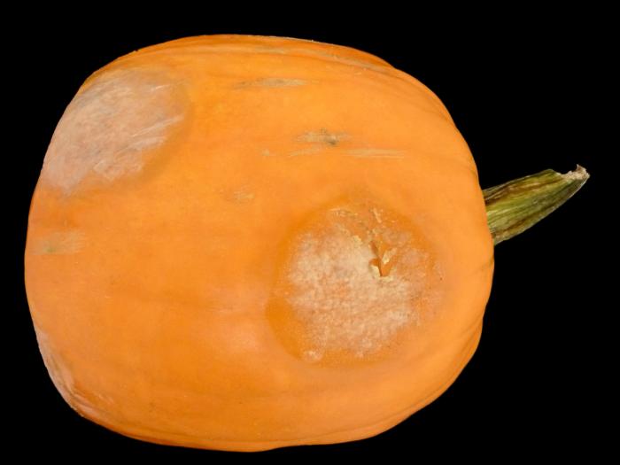 Citrouille - Dépérissement phytophthoréen (Phytophthora capsici)