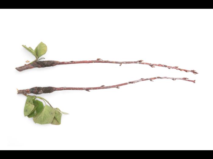 Amélanchier - Rouille (Gymnosporangium sp.)