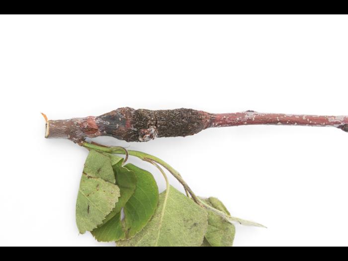 Amélanchier - Rouille (Gymnosporangium sp.)