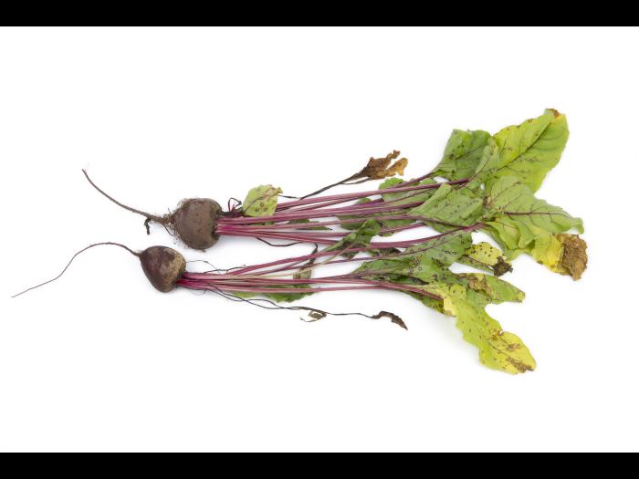 Betterave - Tache cercosporéenne (Cercospora beticola)_2