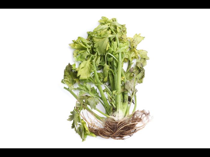 Céleri - Anthracnose (Colletotrichum acutatum)