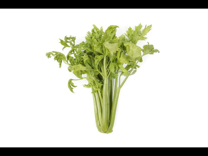 Céleri - Anthracnose (Colletotrichum acutatum)