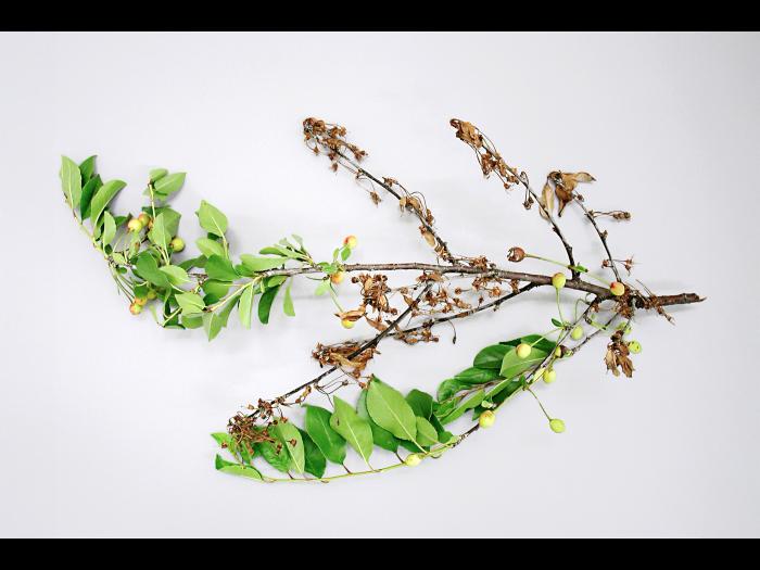 Cerise - Pourriture brune (Monilinia fructicola)