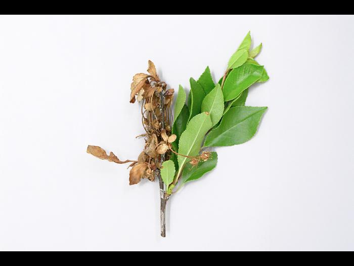 Cerise - Pourriture brune (Monilinia fructicola)