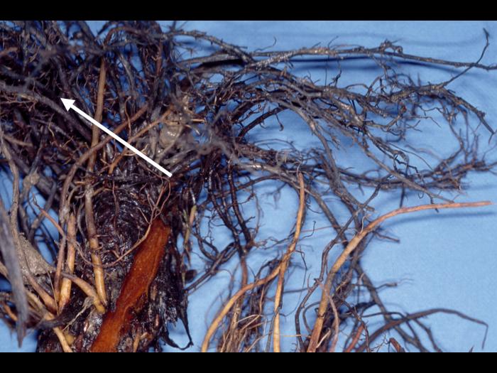 Fraise - Pourriture noire des racines_7