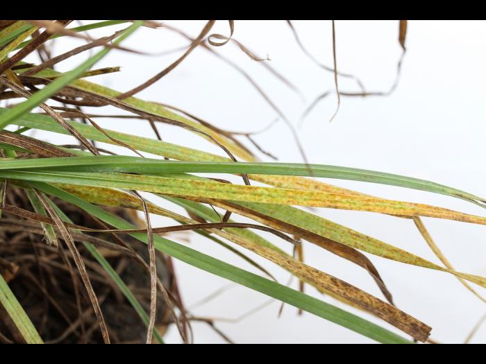 Gazons - Rouille couronnée (Puccinia coronata f.sp. avenae)