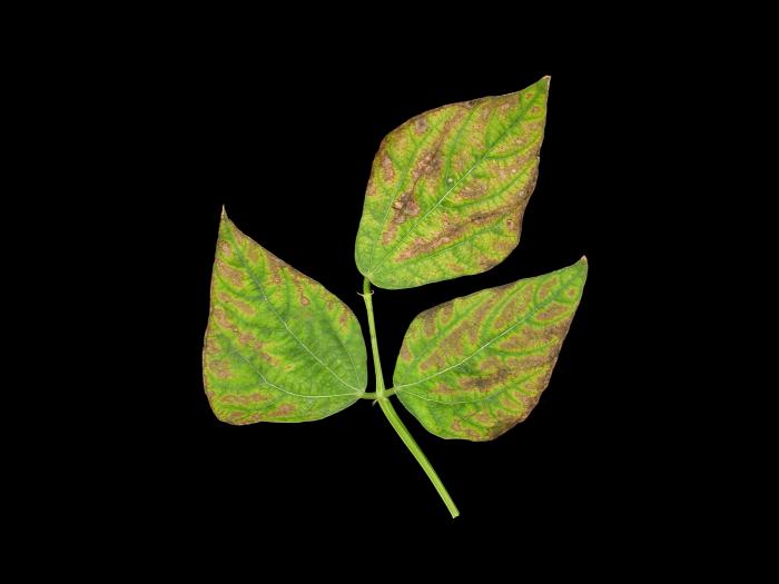 Haricot - Carence en potassium_1