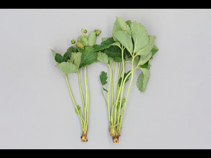 Fraise - Gel hivernal