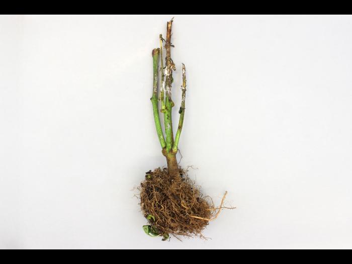 Poivron - Pourriture sclérotique (Sclerotinia sclerotiorum)