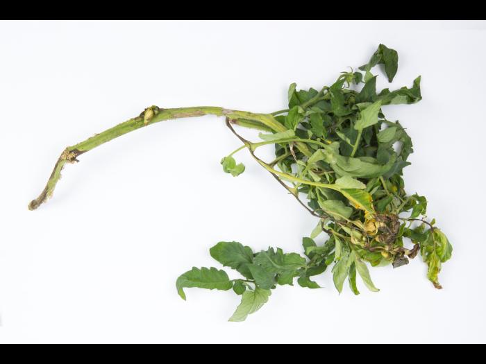 Tomate - Moelle noire (Pseudomonas corrugata)