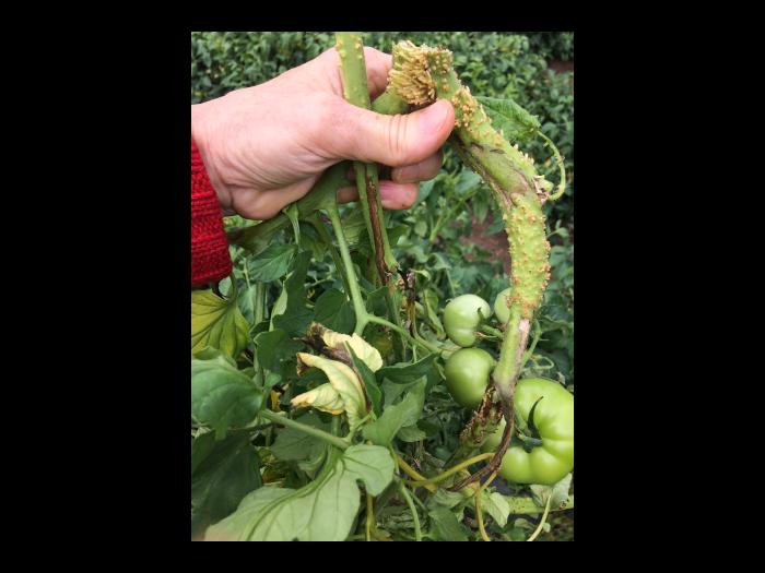 Tomate - Moelle noire (Pseudomonas corrugata)