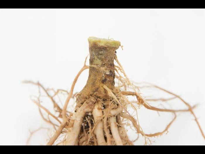 Tomate - Fusariose vasculaire (Fusarium oxysporum f. sp. lycopersici (FOL))