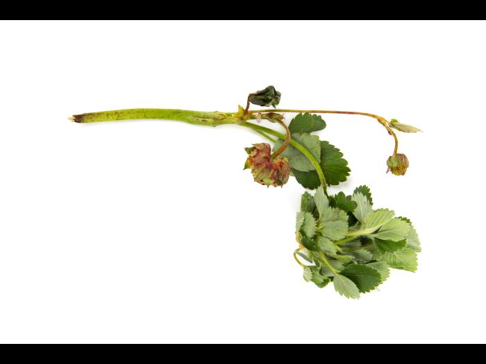 Fraise - Phytoplasme de la jaunisse de l'aster