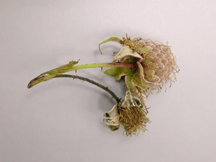 Framboise - Brûlure bactérienne (Pseudomonas syringae)