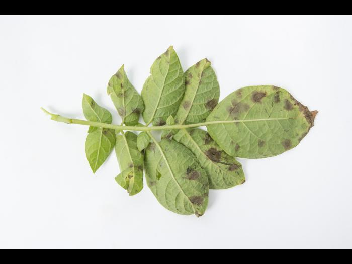 Pomme de terre - Maladies des taches brunes (Alternaria alternata)