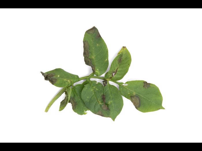 Pomme de terre - Mildiou (Phytophthora infestans)