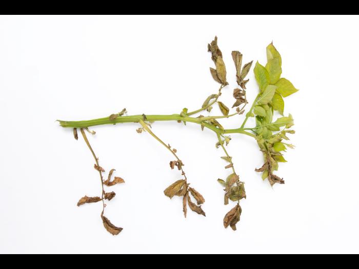 Pomme de terre - Verticilliose (Verticillium dahliae)