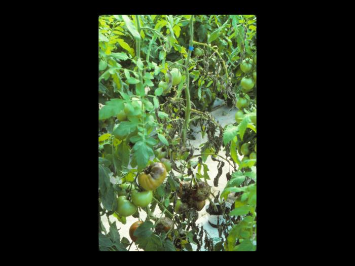 Tomate - Mildiou (Phytophthora infestans)