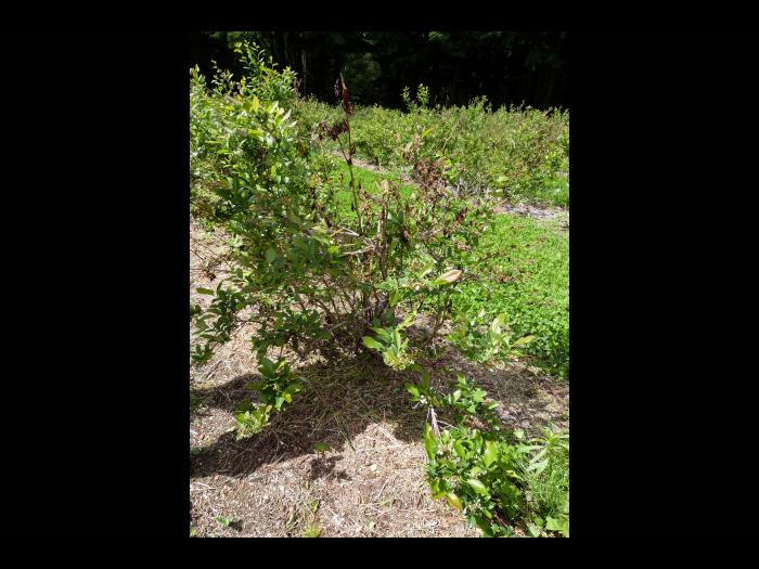 Bleuet - Virus du choc du bleuet (BlShV)