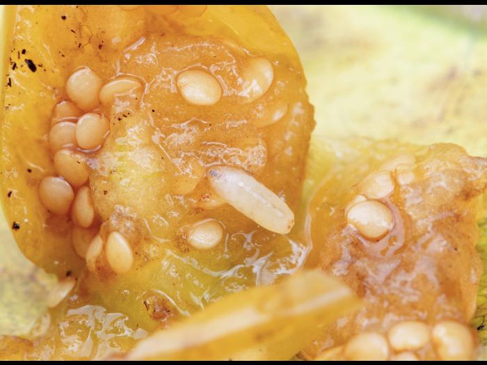 Rhagoletis striatella