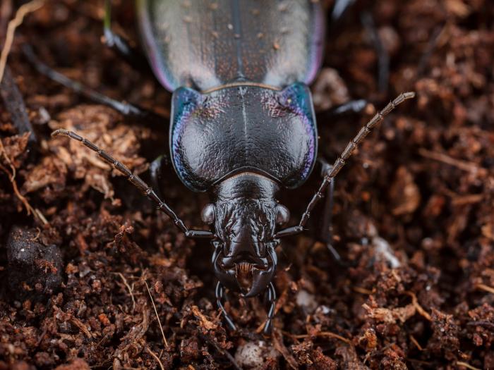 Carabe des bois (Carabus nemoralis)