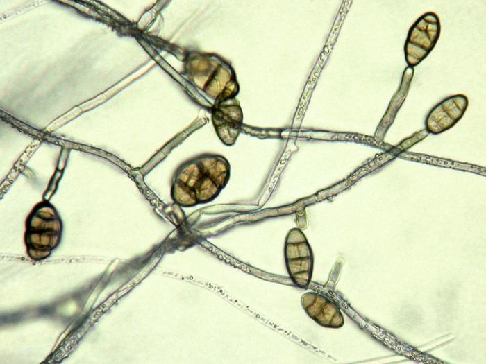 Alternaria_radicina_1