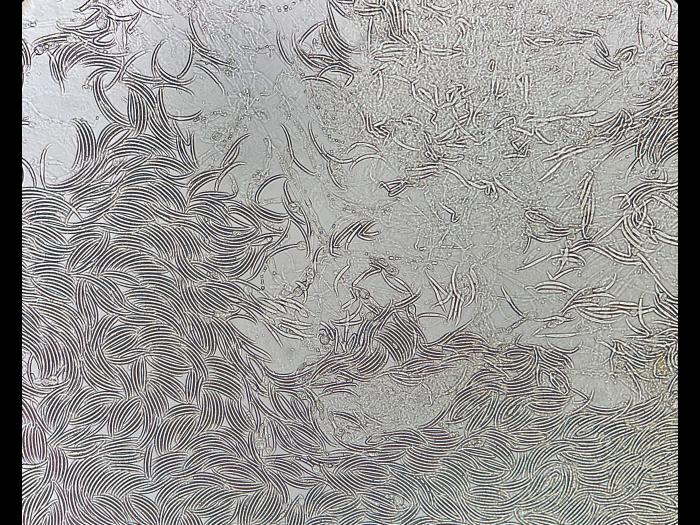 Fusarium_virguliforme_2